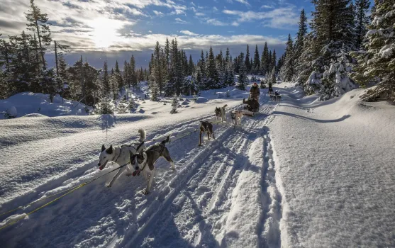 Sjusjøen Husky Tours