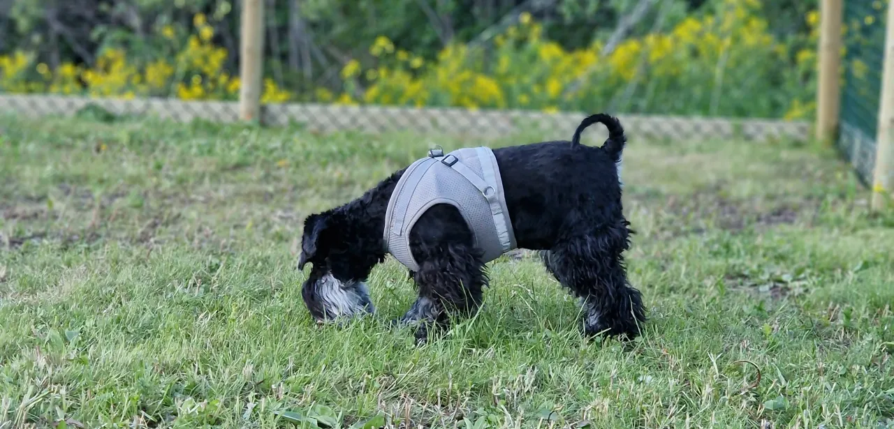 Hund i hundegården